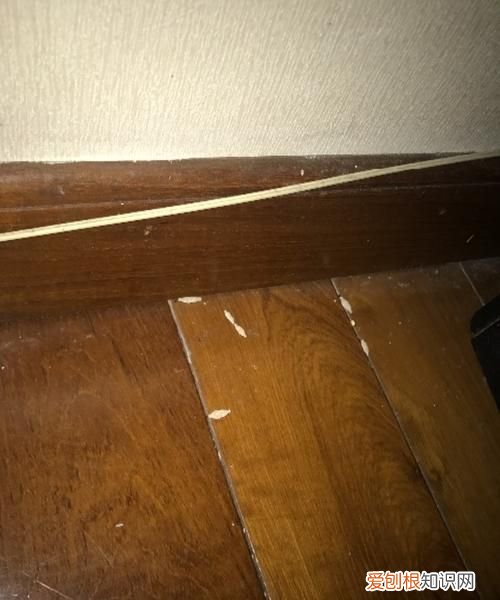 地板长虫子怎么治理，地板上有白色的虫子怎么处理