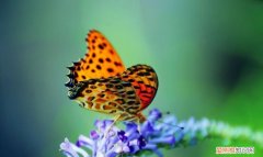 秋蝶的寓意，秋蝶挽晴的含义