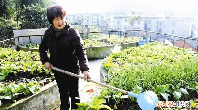 空调水可以浇菜能吃吗