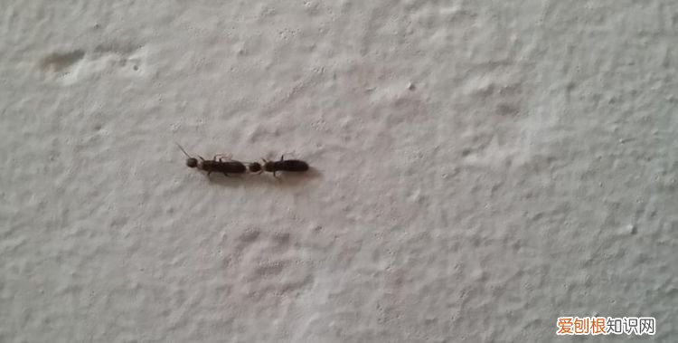 家里潮湿会有什么虫子,家里潮湿会出现什么虫