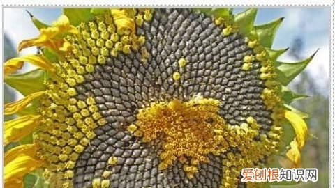 瓜子是向日葵结的果,葵花籽其实是向日葵的什么