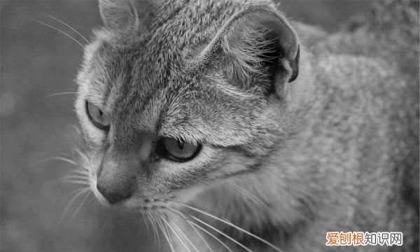 小猫不爱动什么原因，家里的猫没精神不吃饭