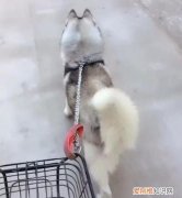 遛和溜什么区别，溜达蛋和普通鸡蛋区别