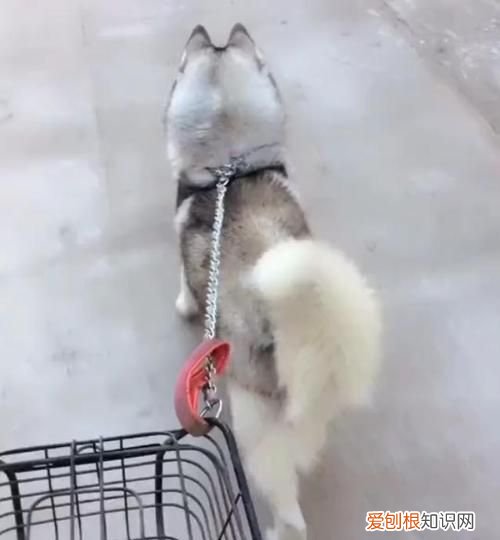 遛和溜什么区别，溜达蛋和普通鸡蛋区别