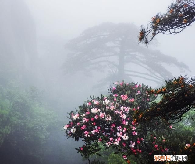 三清山十大著名景点 三清山仙境美景图片
