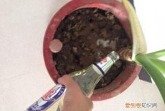 酒精浇花后果，酒精浇花后如何补救