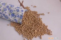 黄豆枕头是生的还是熟，黄豆做枕头炒熟的好还是生的好呢