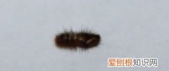 吃毛衣的虫子如何杀死，棉、毛衣服经常被虫子咬个洞应该如何防止
