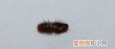 吃毛衣的虫子如何杀死,棉、毛衣服经常被虫子咬个洞应该如何防止