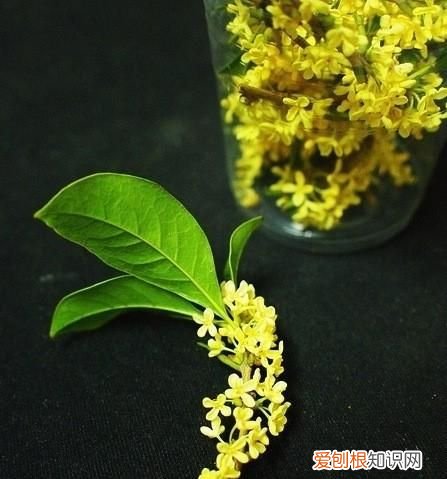 杭州的市花桂花寓意为贵香飘天下