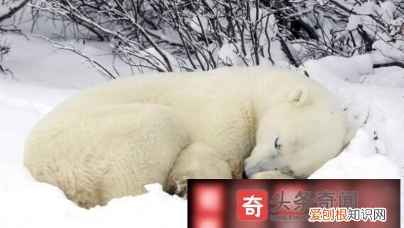 肥冬指什动物，仙客来冬天如何施肥
