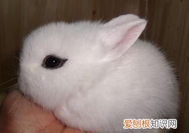 兔的家叫什么,兔子的脚趾是什么形状的