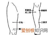 捶打伏兔作用