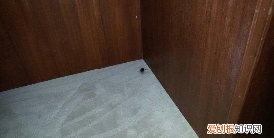 衣柜里有蟑螂怎么办，衣柜里面有被压扁的蟑螂卵怎么办