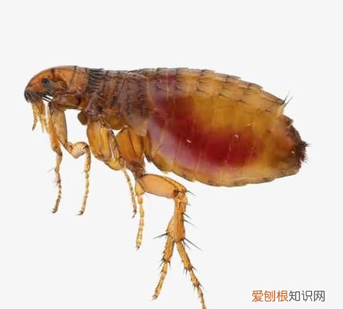 跳蚤是怎么产生的,为什么跳蚤咬人是一连串的