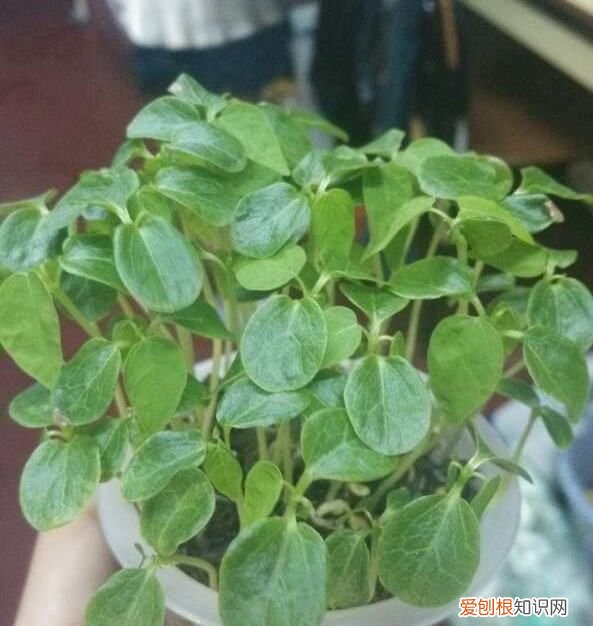 木瓜怎么种植盆栽,种木瓜需要多大的盆