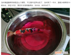84消毒会把鱼杀死吗，84消毒液可以用于鱼缸清除绿藻