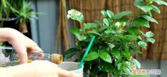 白醋喷花叶的正确方法，白醋喷绿萝的正确方法