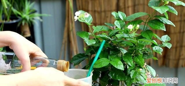 白醋喷花叶的正确方法，白醋喷绿萝的正确方法