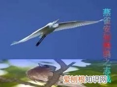 鸿鹄怎么读，“鸿鹄”的“鹄”怎么读