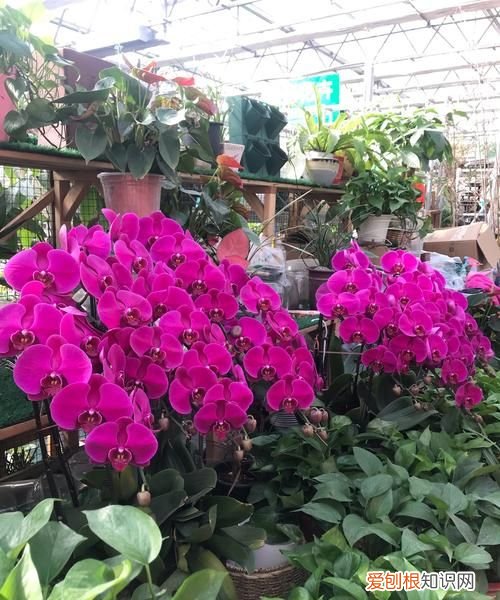 郑州花卉批发市场在哪里，郑州双桥花卉批发市场在哪下午几点关门