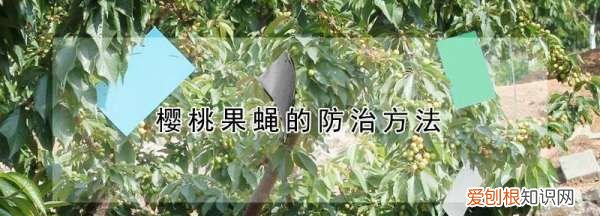 果蝇用什么农药,樱桃有果蝇打什么农药