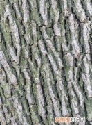 树皮粗糙的一面是什么方向，我国树叶茂盛的一面是什么