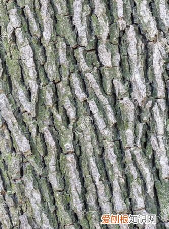 树皮粗糙的一面是什么方向，我国树叶茂盛的一面是什么