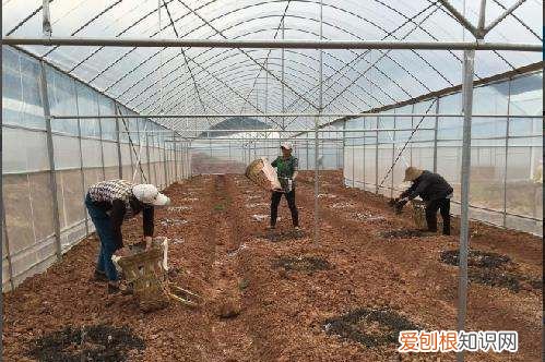 牛粪养蚯蚓的方法和注意事项，用牛粪养殖蚯蚓牛粪要怎么处理