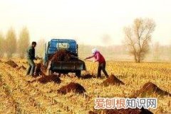 牛粪养蚯蚓的方法和注意事项，用牛粪养殖蚯蚓牛粪要怎么处理