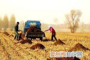 牛粪养蚯蚓的方法和注意事项，用牛粪养殖蚯蚓牛粪要怎么处理