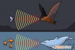蝙蝠是超声波还是次声波，蝙蝠利用超声波还是次声波