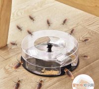 厨房灭蟑螂最有效的方法，怎样去除蟑螂最快的方法
