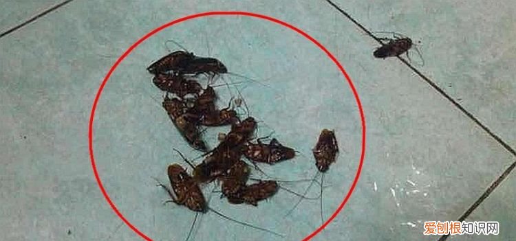 厨房好多小蟑螂怎么办,厨房卧室好多蟑螂怎么办