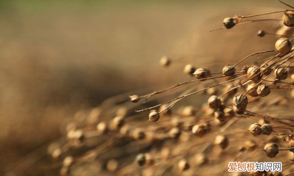 亚麻籽油和什么搭配比较好,亚麻籽油适合婴儿放辅食吃么