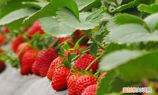 草莓生虫子用什么药，草莓长虫子怎么办小妙招