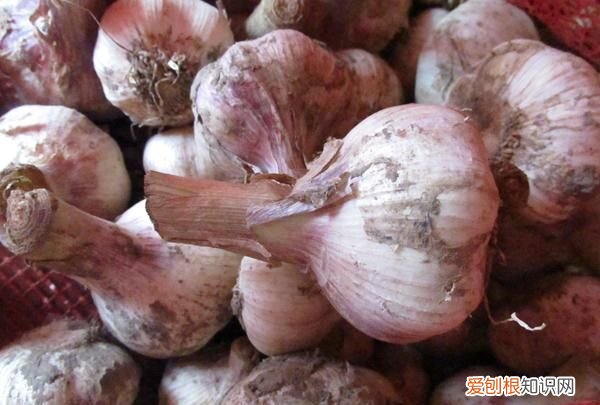 糖醋蒜怎么腌才能又白又脆 糖醋蒜怎么腌制好吃又脆