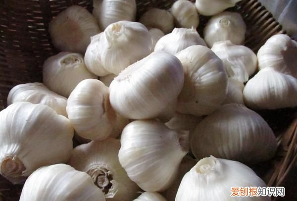 糖醋蒜怎么腌才能又白又脆 糖醋蒜怎么腌制好吃又脆