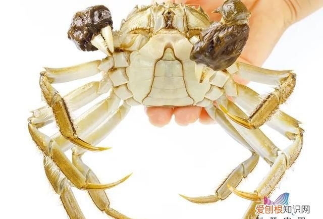 保鲜的螃蟹第二天能吃吗,死螃蟹哪里不能吃