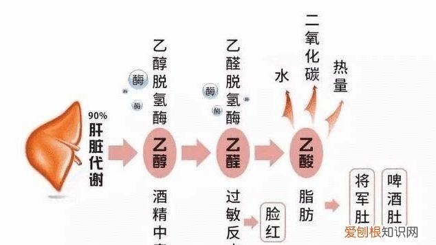 吃什么可以分解乙醛，丙酮酸怎么分解成乙醛和二氧化碳反应