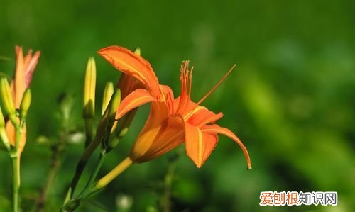 萱草花原唱是谁，萱草花原唱是日本的吗