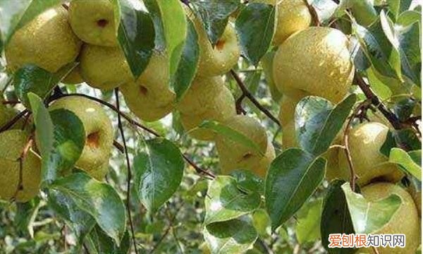 南长滩梨树几月开花,梨树几月开花几月结果几月成熟