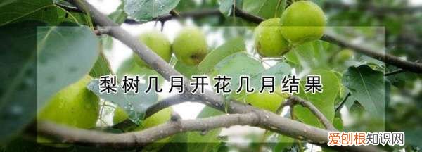 南长滩梨树几月开花,梨树几月开花几月结果几月成熟