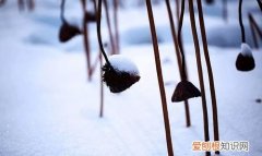 寒荷的寓意，姓范的好听的名字女