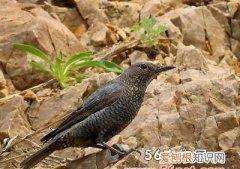 鸟的名称，随季节不同周期性进行迁徙的鸟类的名字叫什么