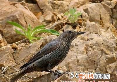 鸟的名称，随季节不同周期性进行迁徙的鸟类的名字叫什么