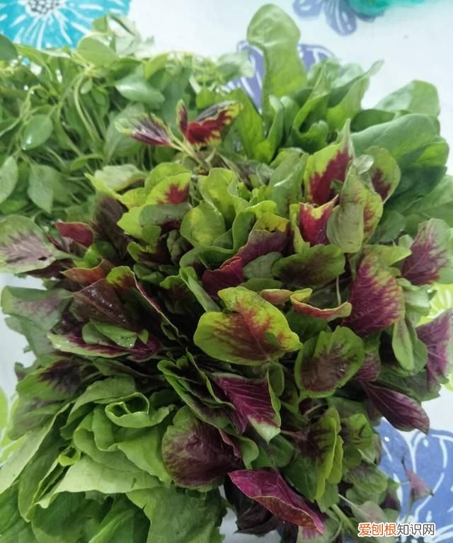 夏季食材有哪些，春夏秋冬时令菜有哪些