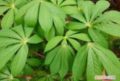 做珍珠奶茶的珍珠是什么淀粉 珍珠奶茶用什么淀粉都可以吗