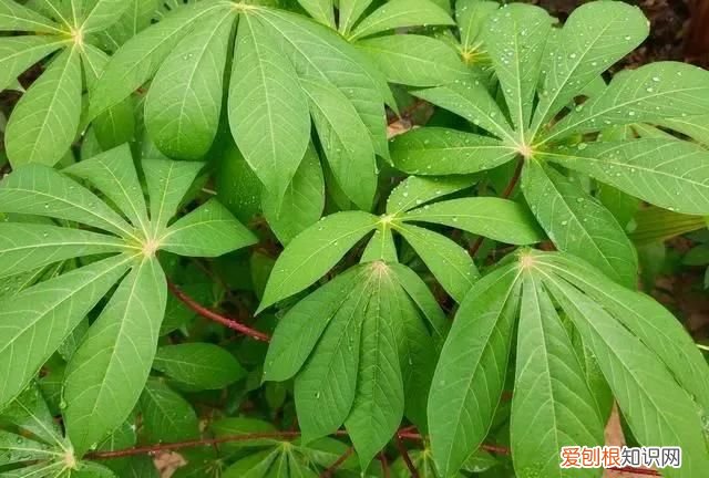 做珍珠奶茶的珍珠是什么淀粉 珍珠奶茶用什么淀粉都可以吗