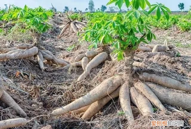 做珍珠奶茶的珍珠是什么淀粉 珍珠奶茶用什么淀粉都可以吗